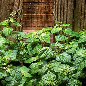 patchouli essential oil